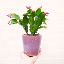 Load image into Gallery viewer, Schlumbergera &#39;Thanksgiving Cactus&#39;
