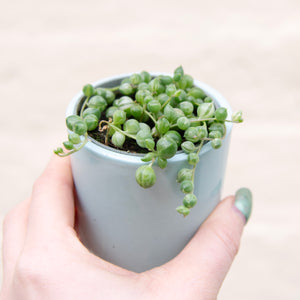 Senecio Herreianus Variegated 'String of Pearls'