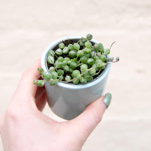 Senecio Herreianus Variegated 'String of Pearls'