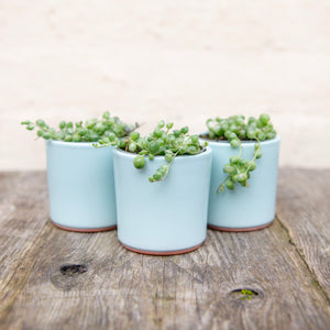 Senecio Herreianus Variegated 'String of Pearls'