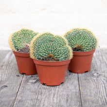 Load image into Gallery viewer, Vatricania Guentheri Cristata &#39;Wooly Cactus&#39;
