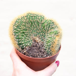 Vatricania Guentheri Cristata 'Wooly Cactus'