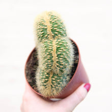 Load image into Gallery viewer, Vatricania Guentheri Cristata &#39;Wooly Cactus&#39;
