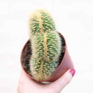 Vatricania Guentheri Cristata 'Wooly Cactus'