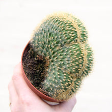 Load image into Gallery viewer, Vatricania Guentheri Cristata &#39;Wooly Cactus&#39;
