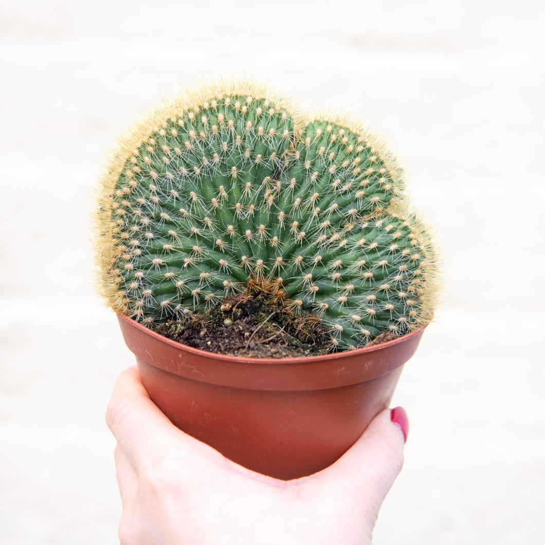 Vatricania Guentheri Cristata 'Wooly Cactus'