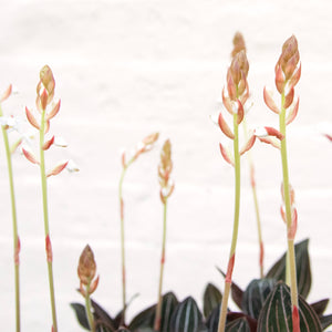 XL Ludisia Discolor 'Jewel Orchid'