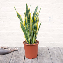Load image into Gallery viewer, XL Sansevieria Trifasciata Laurentii &#39;Snake Plant&#39;
