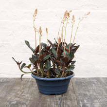 Load image into Gallery viewer, XL Ludisia Discolor &#39;Jewel Orchid&#39;
