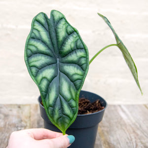 Alocasia 'Dragon Scale'