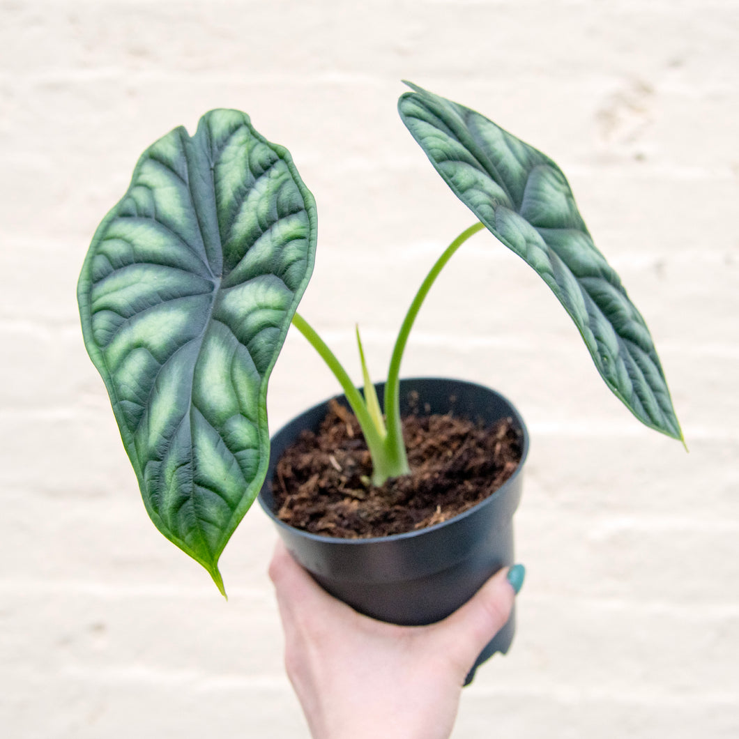 Alocasia 'Dragon Scale'