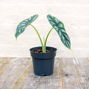 Alocasia 'Dragon Scale'