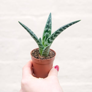 Aloe Variegata 'Magic'