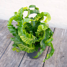Load image into Gallery viewer, Large Asplenium &#39;Hurricane&#39; - Bird&#39;s Nest Fern

