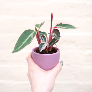 Calathea Sanguine 'Triostar'