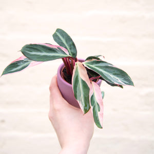 Calathea Sanguine 'Triostar'