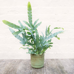 Phlebodium Aureum 'Blue Star Fern'