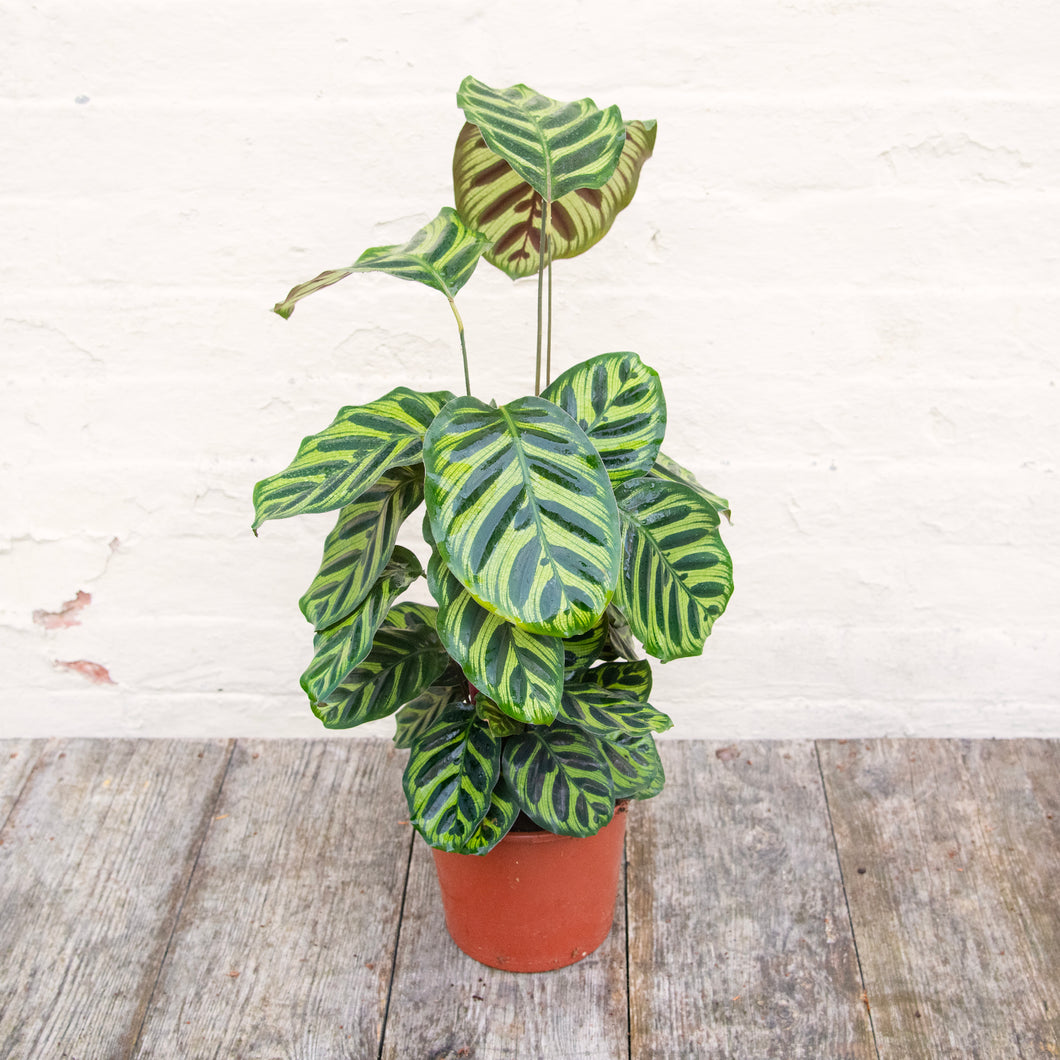 Calathea Makoyana 'Peacock Plant'