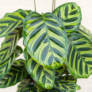 Calathea Makoyana 'Peacock Plant'