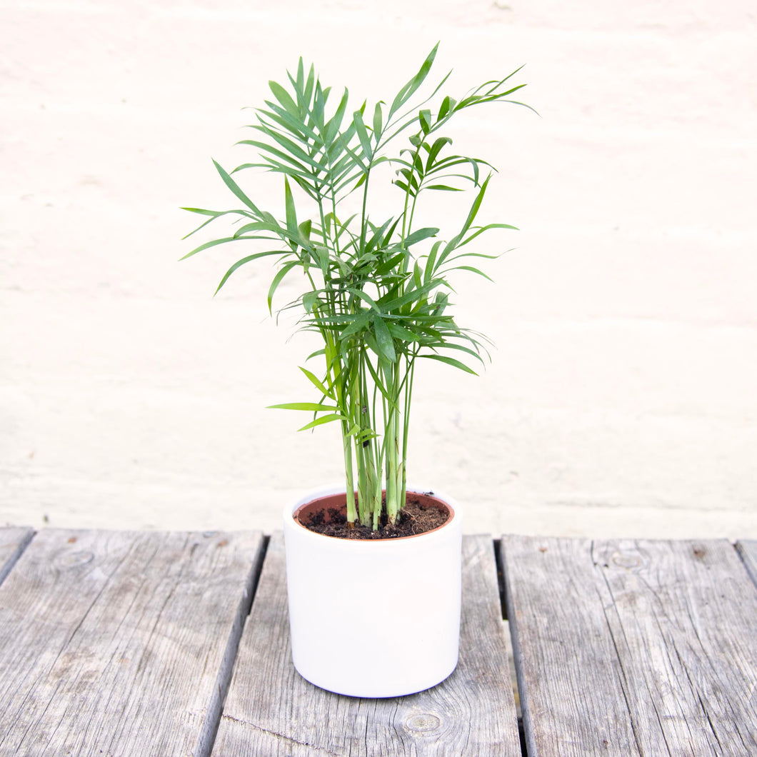 Chamaedorea Elegans 'Parlour Palm'