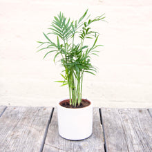 Load image into Gallery viewer, White Ceramic Plant Pot
