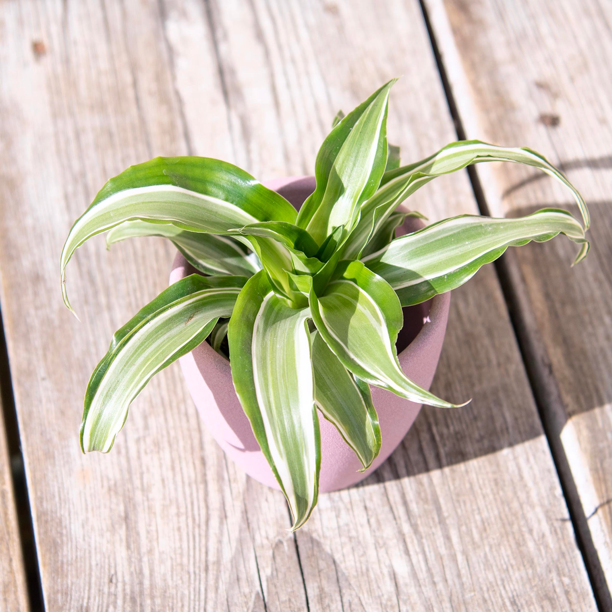 Spider Plant Chlorophytum Variegatum, Established plant approx. 15cm length