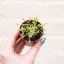 Load image into Gallery viewer, Baby Drosera Capensis &#39;Cape Sundew&#39; (Carnivorous Plant)
