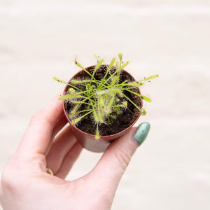 Baby Drosera Capensis 'Cape Sundew' (Carnivorous Plant)