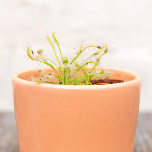 Baby Drosera Capensis 'Cape Sundew' (Carnivorous Plant)