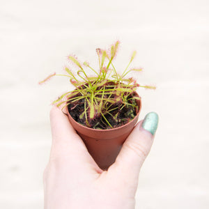 Baby Drosera Capensis 'Cape Sundew' (Carnivorous Plant)