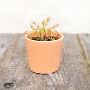 Baby Drosera Capensis 'Cape Sundew' (Carnivorous Plant)