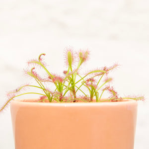 Baby Drosera Capensis 'Cape Sundew' (Carnivorous Plant)