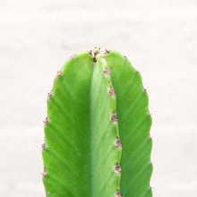 Load image into Gallery viewer, Euphorbia Mix
