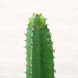 Euphorbia Mix