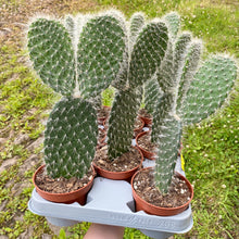 Load image into Gallery viewer, Opuntia Pylana/Pailana ‘Bunny Ears Cactus’
