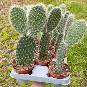 Opuntia Pylana/Pailana ‘Bunny Ears Cactus’