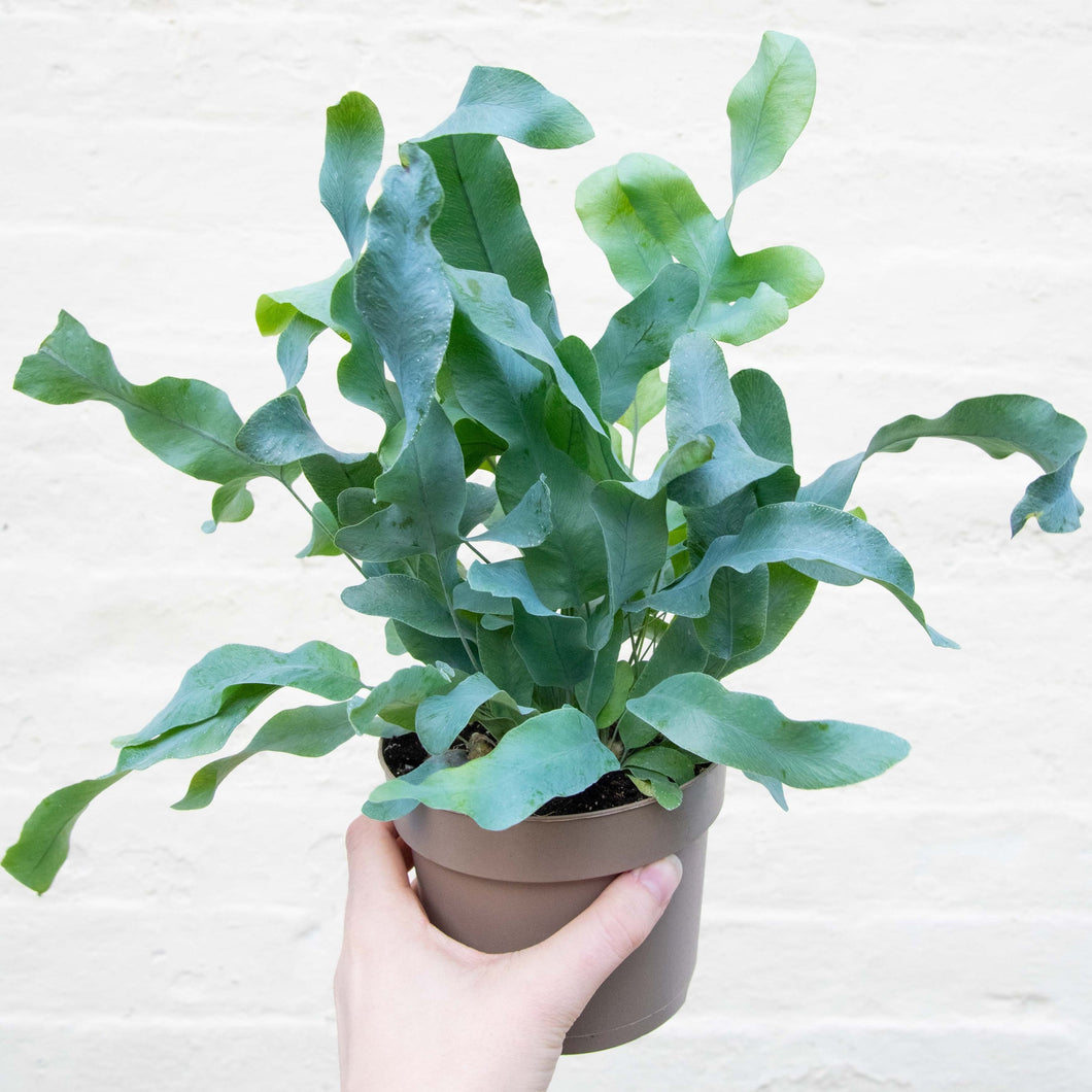 Phlebodium Aureum 'Blue Star Fern'