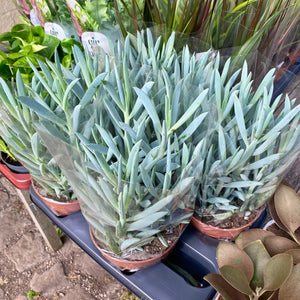 Curio Ficoides 'Mount Everest' (Skyscraper Senecio)