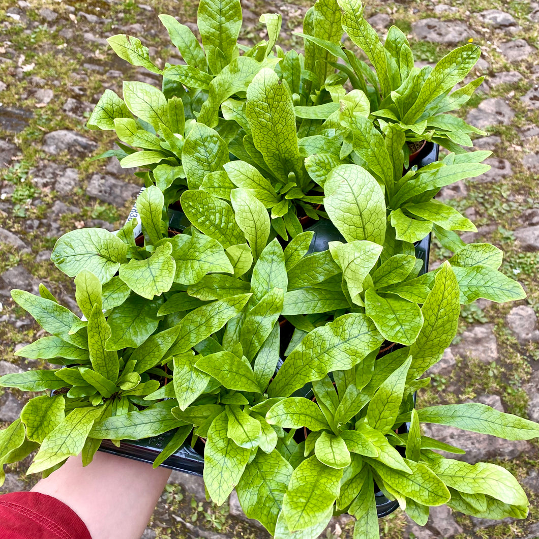 Microsorum ‘Crocodyllus’ - Crocodile Fern