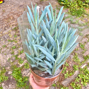 Curio Ficoides 'Mount Everest' (Skyscraper Senecio)