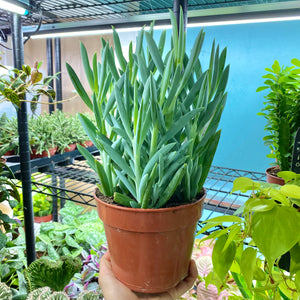 Curio Ficoides 'Mount Everest' (Skyscraper Senecio)