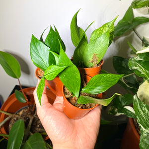 Baby Hoya Polyneura Rooted Cuttings