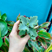 Load image into Gallery viewer, Kalanchoe Beharensis
