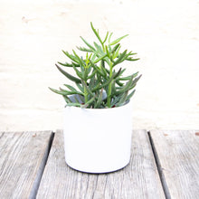 Load image into Gallery viewer, White Ceramic Plant Pot
