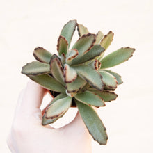 Load image into Gallery viewer, Kalanchoe Tomentosa &#39;Teddy Bear&#39;
