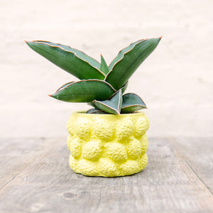 Lemon Plant Pot