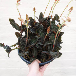 XL Ludisia Discolor 'Jewel Orchid'