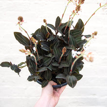 Load image into Gallery viewer, XL Ludisia Discolor &#39;Jewel Orchid&#39;
