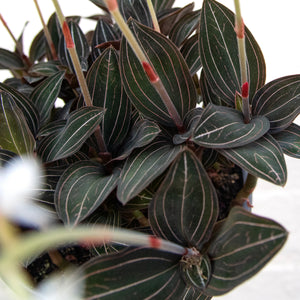 XL Ludisia Discolor 'Jewel Orchid'