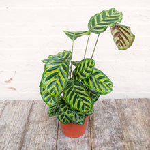 Load image into Gallery viewer, Calathea Makoyana &#39;Peacock Plant&#39;
